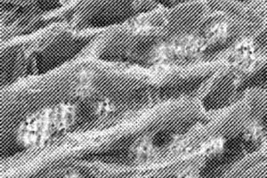 碳纳米管/微膨石墨复合电极材料及其制备方法