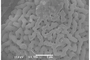 氮、硫共掺杂中空生物质炭材料、制备方法、及其制备的锂硫电池正极极片和电池
