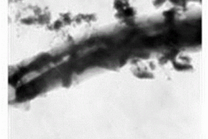 锂离子电池纳米管状LiFePO<sub>4</sub>薄膜材料的制备方法