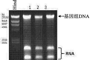 核酸的分离
