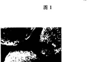 多孔电活性材料