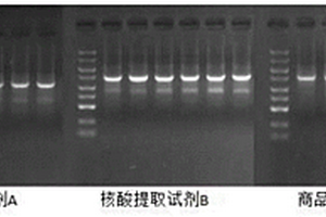 核酸提取试剂和核酸提取方法