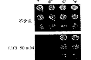 通过操作信使RNA前体加工而提供的针对环境毒性的保护