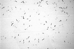 使用生物挂膜载体处理硫化铅锌矿尾矿库废水的方法