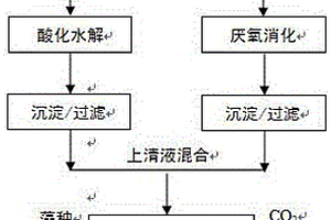 利用小麦淀粉加工废水混养培养小球藻的方法