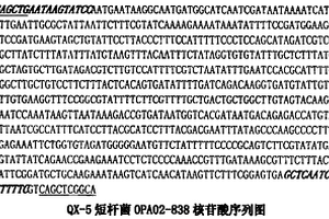 处理有机工业废水功能菌QX-5的分子检测