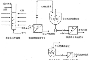 小球藻-微滤膜耦合工艺回收工业废水中Au(Ⅲ)的方法