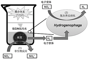 去除低碳氮比废水中硝酸盐的铁耦合自养反硝化系统及方法