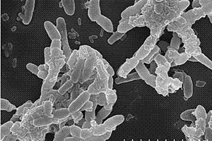 促进降解菌定植于生物膜用于对污染水体的处理方法