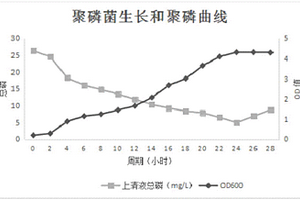 不动杆菌CL04及其在村镇污水除磷处理中的应用