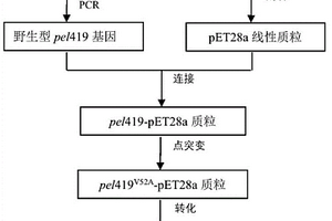 果胶裂解酶突变体ΔPel419及其编码基因、制备方法和应用