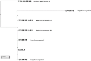 巴氏葡萄球菌KY-06与应用