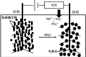 微生物电解池原位回收高纯度鸟粪石的方法
