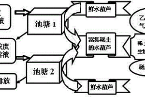 利用水葫芦从低浓度稀土溶液中富集回收稀土的方法