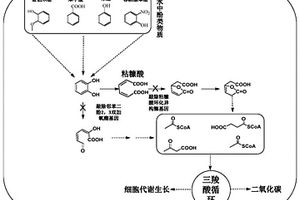 以含酚类化合物为原料生产粘糠酸的基因工程菌
