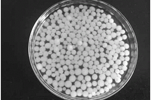 具有清除多种污染物功能的共固定化菌丝球的制备方法及其应用