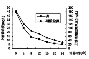 一株高效脱氮除磷菌C18