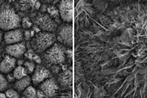 基于铜箔载体固定漆酶的生物无机杂化膜制备方法及应用