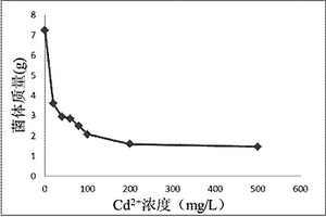 真菌菌株LP-20及其在含镉水体处理中的用途