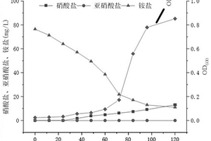 一株高效去除铵盐的海洋红酵母菌株WCBC及其应用