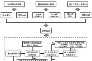 精准识别生物膜初始粘附距离和形成阶段的系统及方法