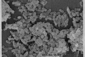 纯烟叶浸提液固体平板高温分离烟叶表面微生物的方法