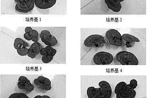 灵芝固体栽培培养基及脉络宁注射液生产废弃物在灵芝栽培中的应用