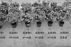 杜鹃促成花炭基液态肥及其制备方法与应用