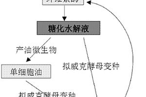 一种利用木质纤维素材料发酵生产槐糖脂的方法