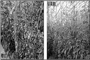 设施农业专用的盐碱土壤改良剂