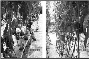 设施农业专用的粘质土壤改良剂