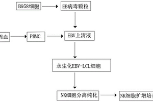 基于外周血的NK细胞体外培养方法