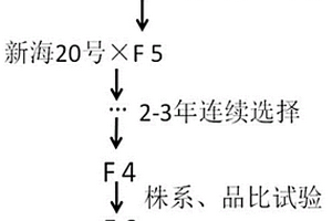 一种低马值超细纺高支纱海岛棉新品系的选育方法