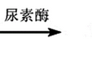 基于GC-MS与酶化学法结合测定生物样本中尿素含量的方法