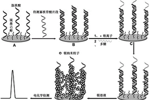 以多糖作为信号放大媒介体的核酸电化学生物分析方法