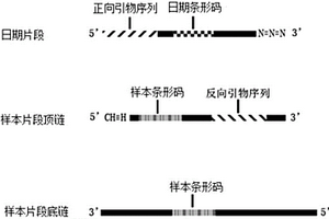 基于点击化学的测序接头、双条形码测序文库及其构建方法