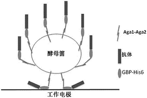 免疫电化学分析仪