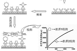基于时间分辨化学发光的多元免疫分析方法