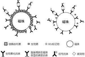 电化学发光免疫分析试剂盒及其使用方法