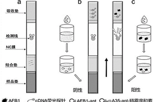 用于检测AFB1的适配体侧向流动分析试纸条及检测方法