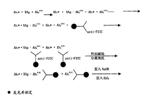 磁分离直接化学发光试剂及用该试剂的测试方法