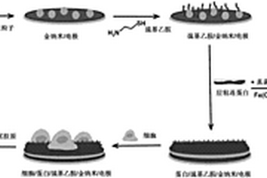 分析真菌毒素联合毒性的细胞电化学传感器