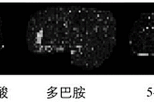 基于MALDI-MSI的原位分析脑组织中神经递质的方法