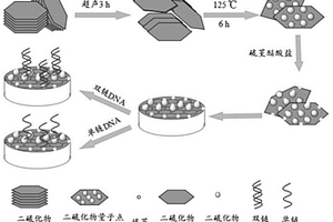二硫化物点/纳米片复合物DNA电化学探针的制备方法