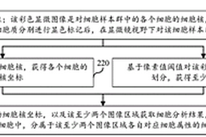 基于显微图像的细胞分析方法、装置、设备及存储介质