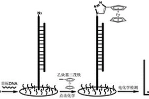 基于点击化学的电化学DNA生物传感器及其制备方法