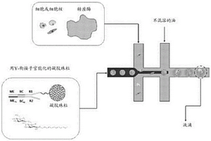 转座酶可接近性染色质的单细胞分析