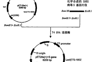 化学合成的SARS病毒S基因片段及其表达、应用