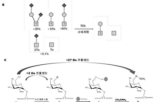 基于化学酶促的人血清O糖基化鉴定方法