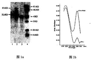 诱发细胞粘附生长因子RGD抗体免疫原的化学合成方法